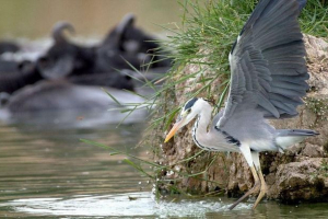 Jak heron i wąż był zaangażowany w ryby walki. Zdjęcie.